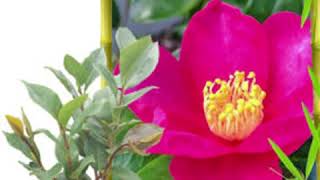 Tanaman Hias Bunga Camellia Berbunga Camellia Sp