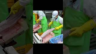 Inside A Korean Tuna Factory Producing Tons Of Tuna Every Day Food Production Process