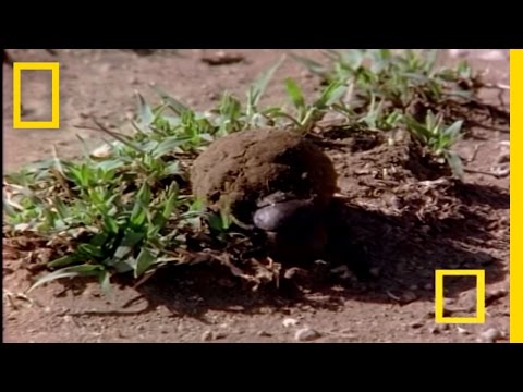 African Dung Beetle