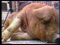 مستند زمینیان - با زیرنویس فارسی - نسخه کامل