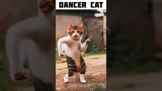 Dancer Cat ....