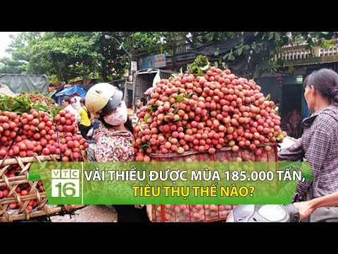 Vải thiều được mùa 185.000 tấn, dịch Covid19 hoành hành tiêu thụ thế nào? | VTC16