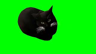 maxwell the cat ( футаж на зелёном фоне )