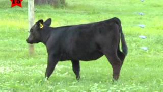 Dawsonmiller Lot15