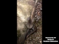 Koala falls whilst being rescued from Australian mineshaft