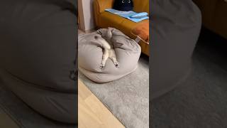 This Time For A-Fur-Ica Cats Hilarious Waka Waka Dance