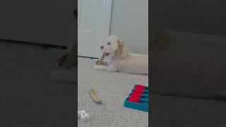 Dogs Reaction To Taking A Bath