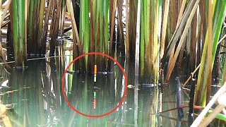 Paling Suka Spot Kayak Gini, Ikan Ramaimancing Nila Liar Umpan Lumut