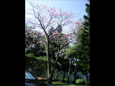 如果有如果 清唱版 (COVER BY 莎莎)