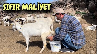 2 Keçi̇ İle Başladi 270 Keçi̇ye Ulaşti Her Gün 3000 Tl Kazaniyor