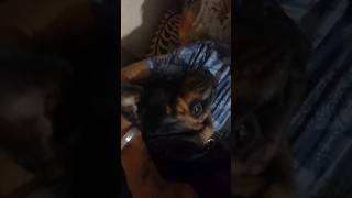 This My Angel Form Rottweiler