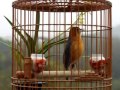 Kicau Mania | Suara Burung | Anis Merah Gacor Teler Doyorng Juara
