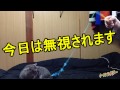 猫動画　オレ式じゃれ猫マーチ　Cat videos　Original　March playful cat