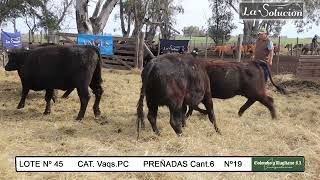 Lote 45 Vaqs Prenadas Nº19