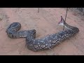 Giant Snake Eats Man Huge Snakes And Humans images Giant Snake Eats Man Huge Snakes And Humans