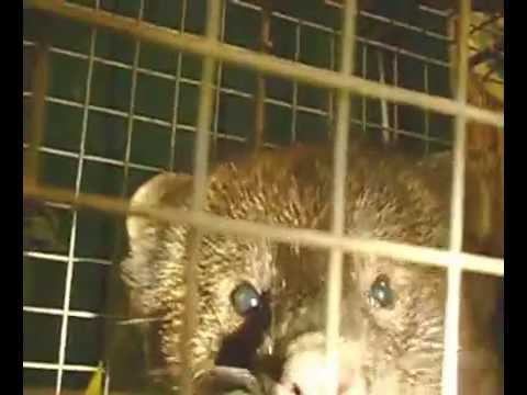 Fisher Cat: Just Caught. Mar 17, 2010 4:57 PM Fisher Cat: Just Caught. Mar 17, 2010 4:57 PM