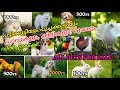 Dog,Cat,Pigeon,Rabbit,Birds For sale in kerala/pets sale/pets farm kerala/Dog farm kerala/