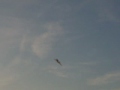 TREV'S DELTA MAIDEN FLIGHT (PILOT=BARRY LEWIS)