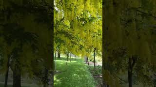 Pretty Yellow Weeping Laburnum Vine In Garden