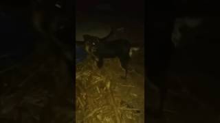 Jagdterrier