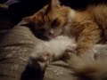 Snufkin Cleaning