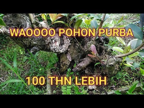 Bonsai Juwet atau Duwet purba !! Juwet purba !! Bonsai Duwet purba