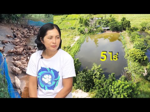 ถ้าเลี้ยงเป็ดไข่ 500 ตัว อาหารต้องราคาเท่าไหร่ (พี่ไก่ ดวงอมร บุญมี) - โต๋ Pankdong Channel