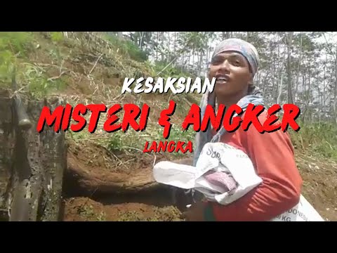 langka...!!! dua pohon menyatu jadi satu.