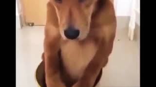 😂Dog Funny Video😂 | Dog Face Reaction| Tamil | Toady Status|