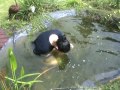 Mel takes a dip in the garden pond