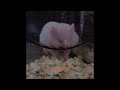 UNUSUAL MEMES COMPILATION V33