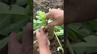 Cara Sambung Pucuk Tanaman Pepaya