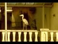 Brazzaville - Jesse James
