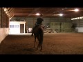 DigitalCanter - Twinkle - Morgan Horse for Sale by HeritageHollowMorgans.com