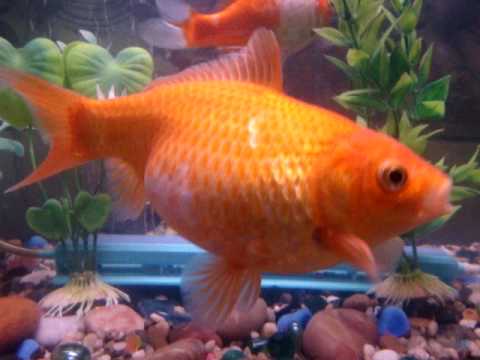 my goldfish is pregnant *gassps* - YouTube