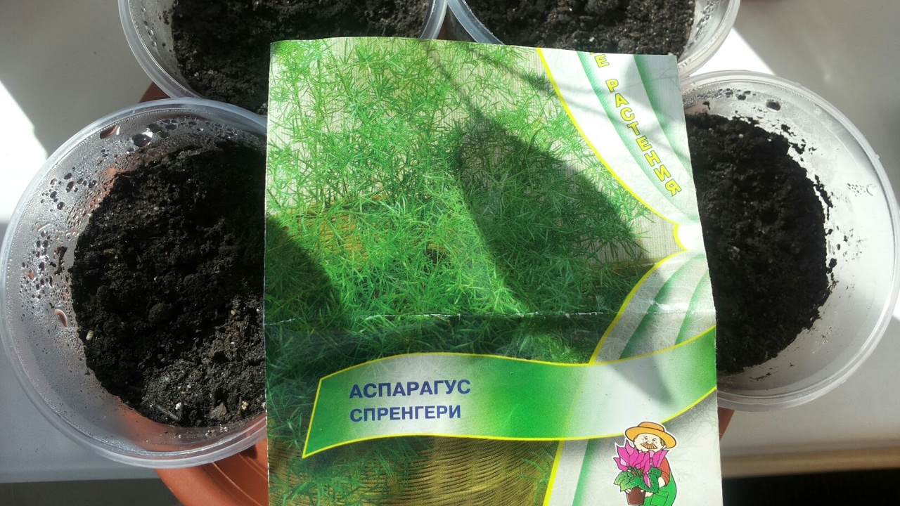 Выращивание из семян аспарагуса 23