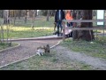 Видео Драка котов в Киевском зоопарке