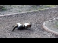 Video Драка котов в Киевском зоопарке
