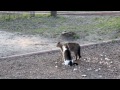 Драка котов в Киевском зоопарке