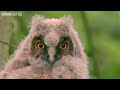 Funny Talking Animals - Walk On The Wild Side - Episode Six Preview - BBC One