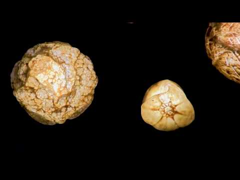 The Breathing Vegetables Wall - Tamar Yogev