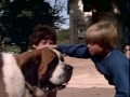 WORLD'S SCARIEST DOG?: Stephen King's "Cujo" vs. "Shiner," attack dog of the Gabby Giffords family
