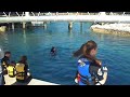 Melissa Blue Lagoon Dolphin Swim and foot push