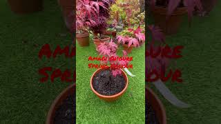 Japanese maple trees, how to select, water, feed and protect them from sun / win