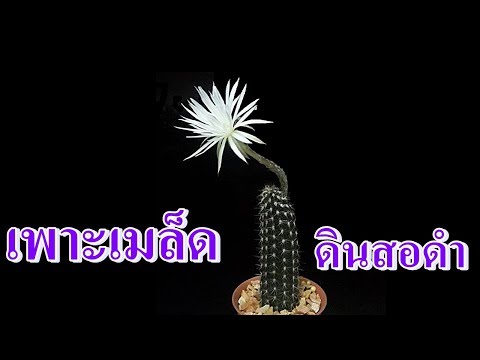 เพาะเมล็ดกระบองเพชร แคตตัสจิ๋ว | สายพันธุ์กระบองเพชรเพาะเลี้ยงง่าย
