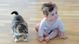 Смешные коты, кошки и другие животные (funny cats 2019) – НЕ РАЗРЕШАЕТСЯ СКУЧАТЬ, ЛЮТЫЕ КОШЕЧКИ