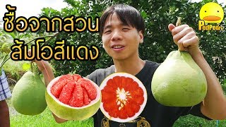 ส้มโอทับทิมสยาม ซื้อผลไม้จากสวน เที่ยวได้ไร้เงินสด EP.3 - PedPed TV