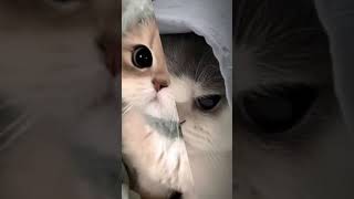 Aku Cape Udah Up Viti Mala Ngk Ada Yang Like