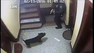 Officer Fatally Shoots Happy Dog, Owner Plans To Sue [CAUGHT ON TAPE]