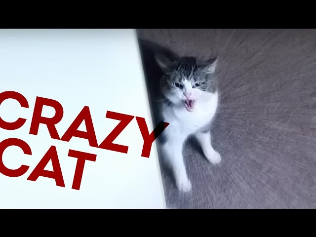 Crazy Cat Attacks Man - Video